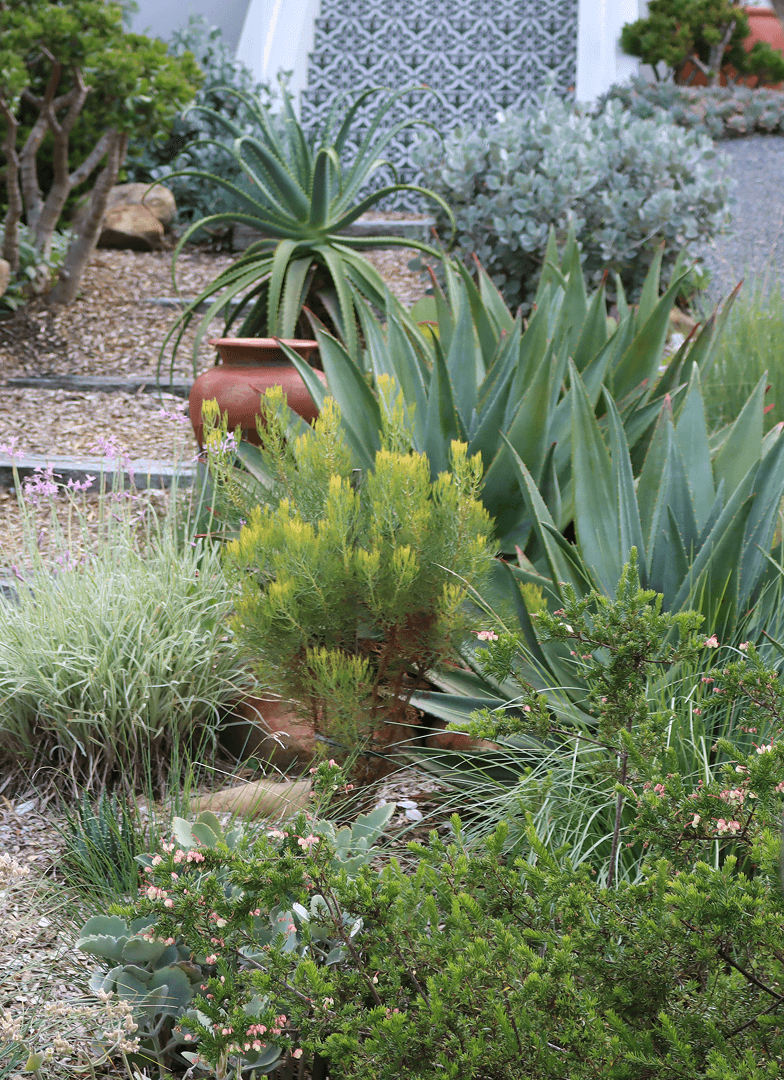 Detail of mixed plant garden