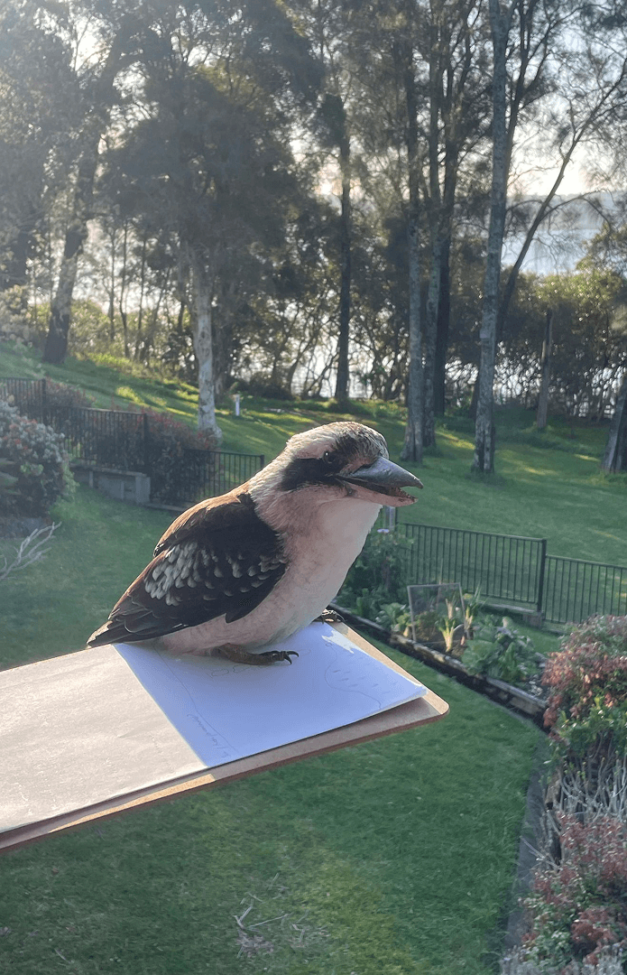 Kookaburra sitting on top of garden plans